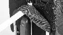 9999-99_Canopy_Canopy_Detail_Studio_f101259.webp